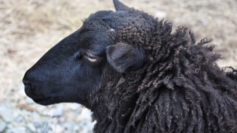 Gotland sheep ram, Aran Farms, near Seattle Washington